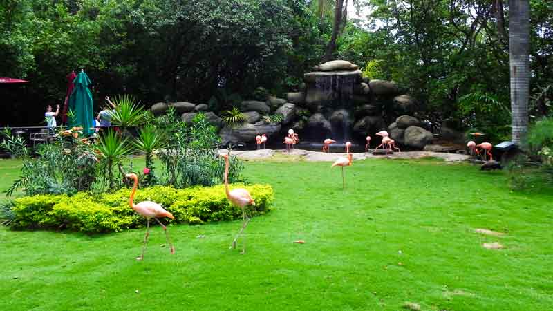 Flamingo Garden Cartagena (Colombia) Cruise Ship Port Photo of Flamingo Garden in Cartagena (Colombia)