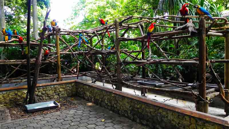 Macaw Aviary Cartagena (Colombia) Cruise Ship Port Photo of Macaw Aviary in Cartagena (Colombia)