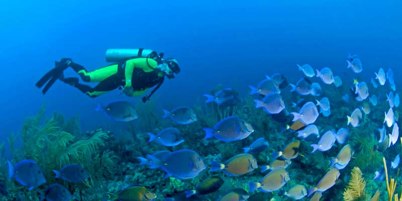 Photo of Scuba Diving in Costa Maya