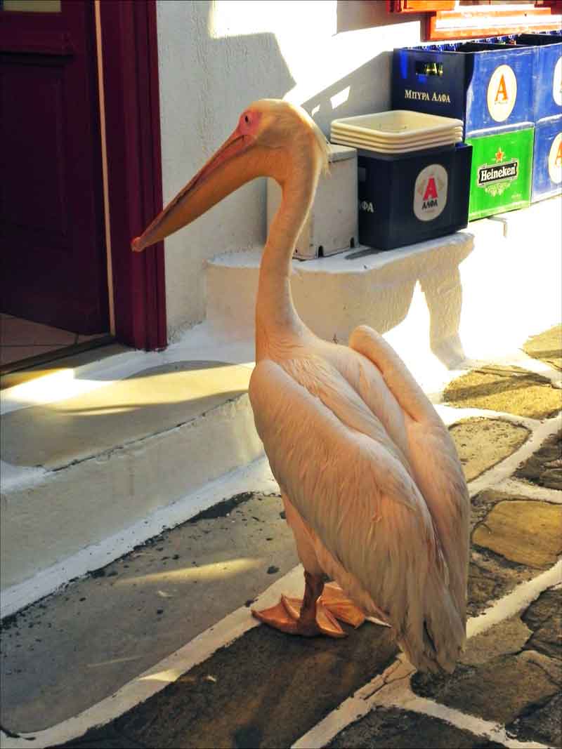 Photo of Petros the Pelican in Mykonos, Greece.