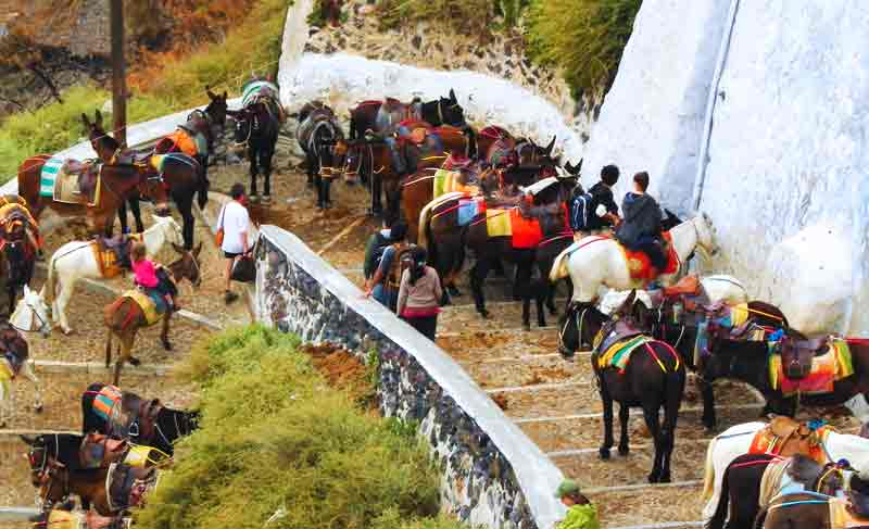 Photo of Donkeys in Santorini.