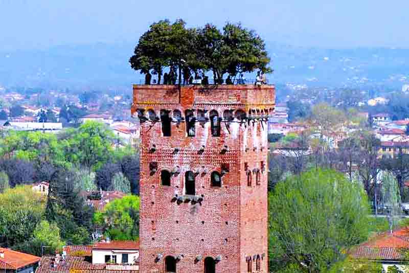 Photo of Torre Guinigi (Guinigi Tower) in Lucca