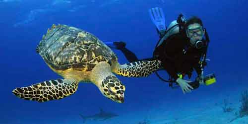 Photo of Scuba Diving in Nassau