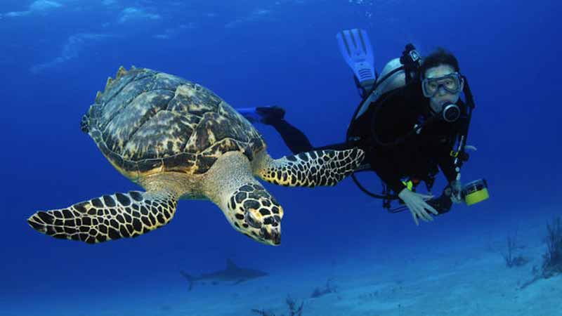 Photo of Scuba Diving Shore Excursion in Nassau