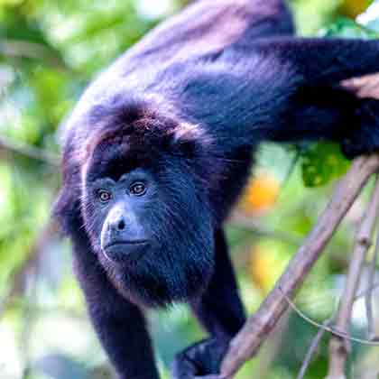 Photo Community Baboon Sanctuary close to Belize City Cruise Port.