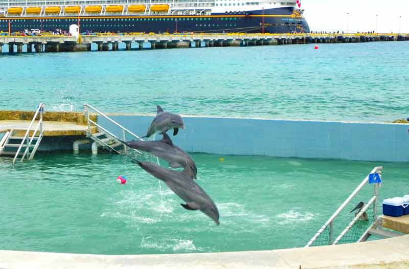 costa maya cruise port swim with dolphins