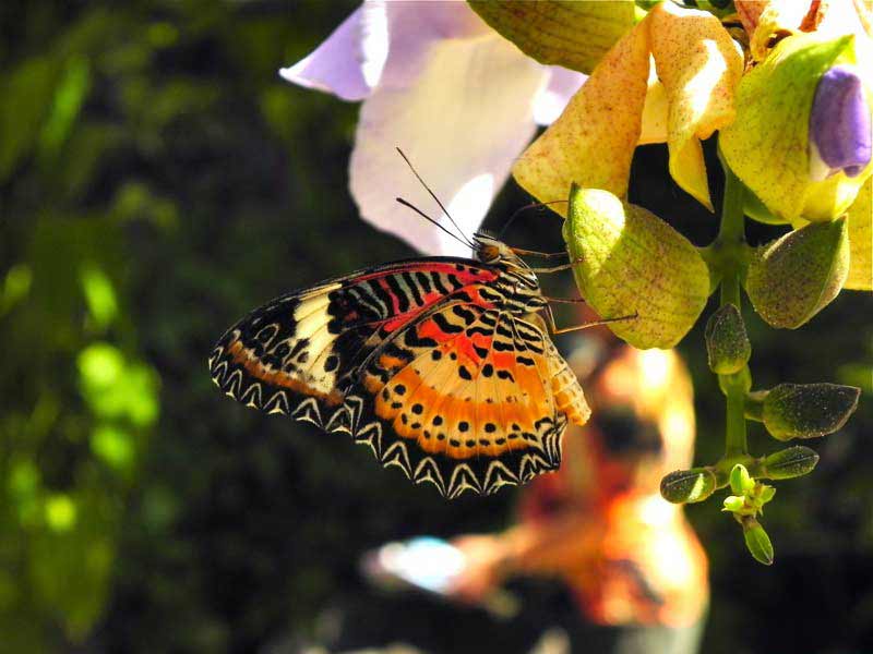 Photo of Butterfly Farm in the Havensight Dock, St. Thomas