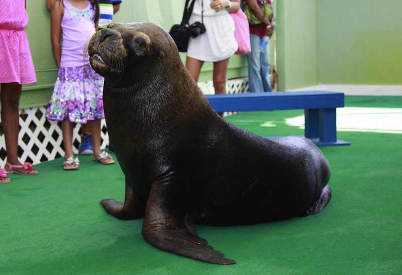 Sea Lion Encounter St Thomas USVI Cruise Port Photo of Sea Lion Encounter in St Thomas USVI.