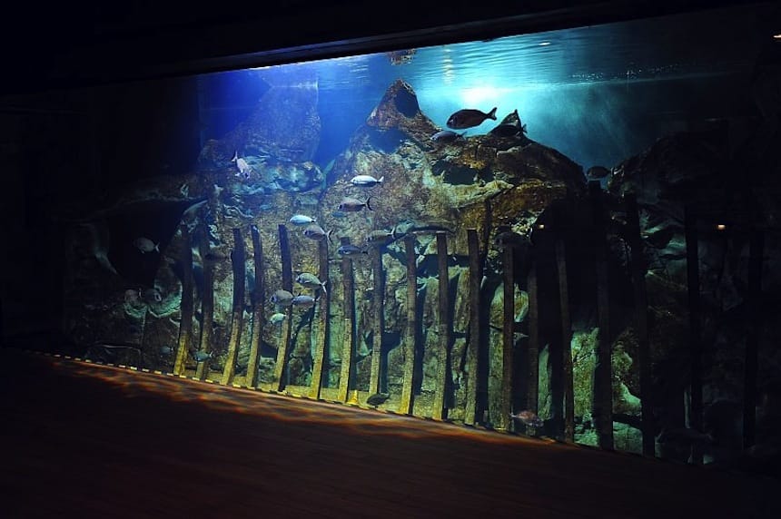 Photo of Fish Tanks in Livorno's Aquarium